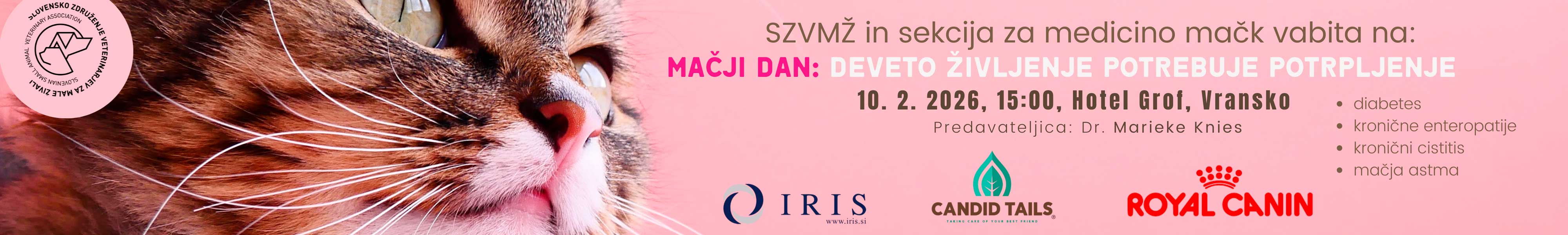 Mačji dan: deveto življenje potrebuje potrpljenje