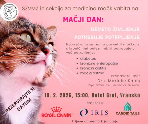 Mačji dan: deveto življenje potrebuje potrpljenje